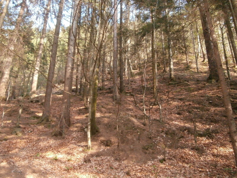 Forest with Leaf-covered Ground — Brown