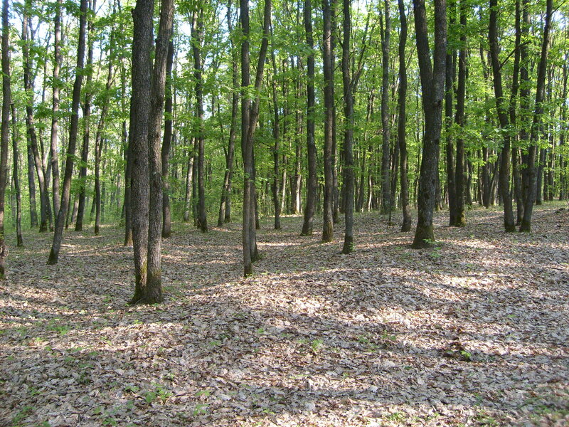 Forest with Leaf-covered Ground — Green