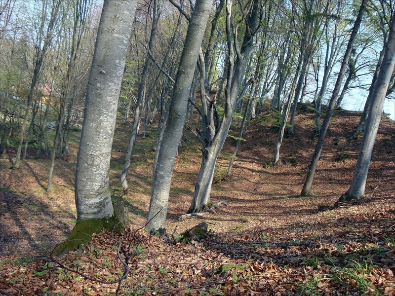 Forest with leaf-covered ground