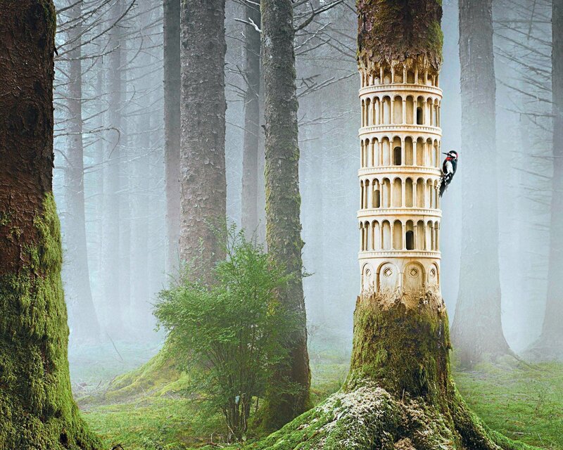 Forest with leaning tower