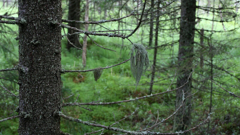 forest with lichen-covered branches