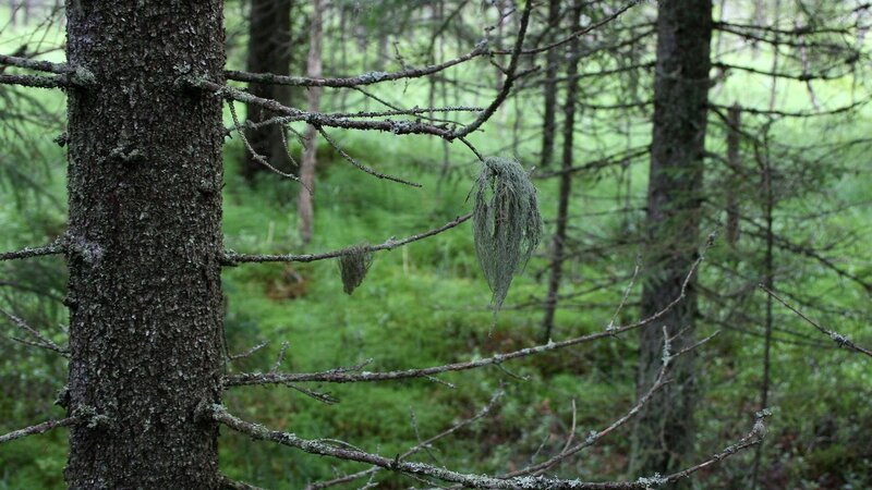 forest with lichen-covered branches