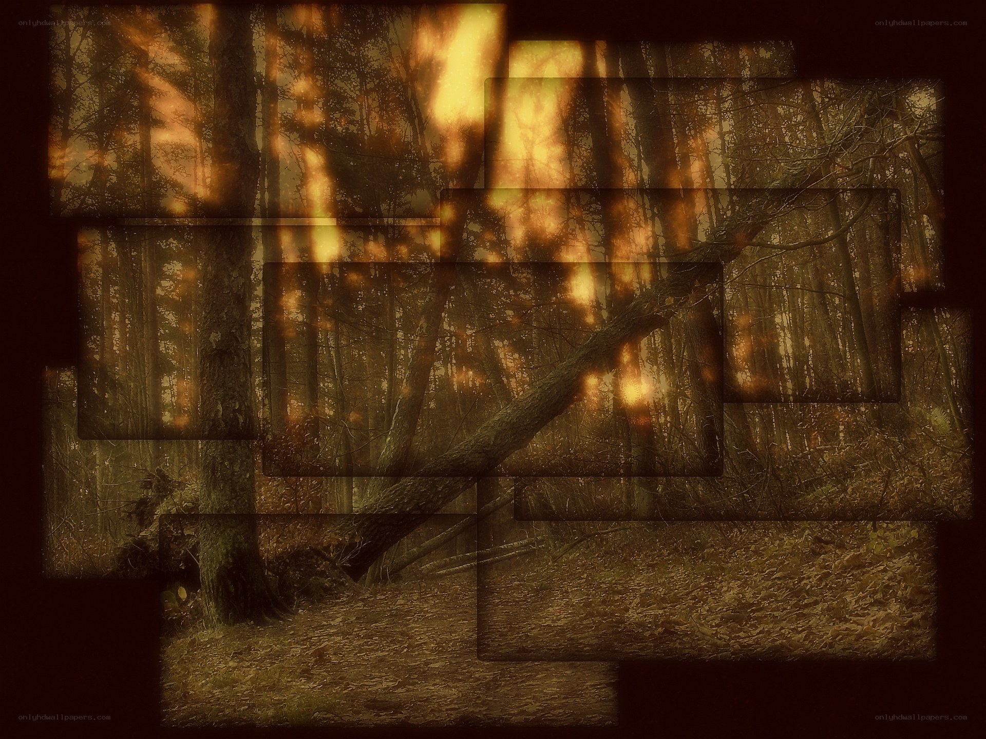 Forest with light beams