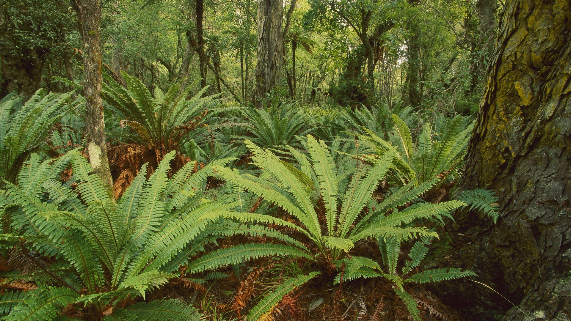 Forest with lush ferns