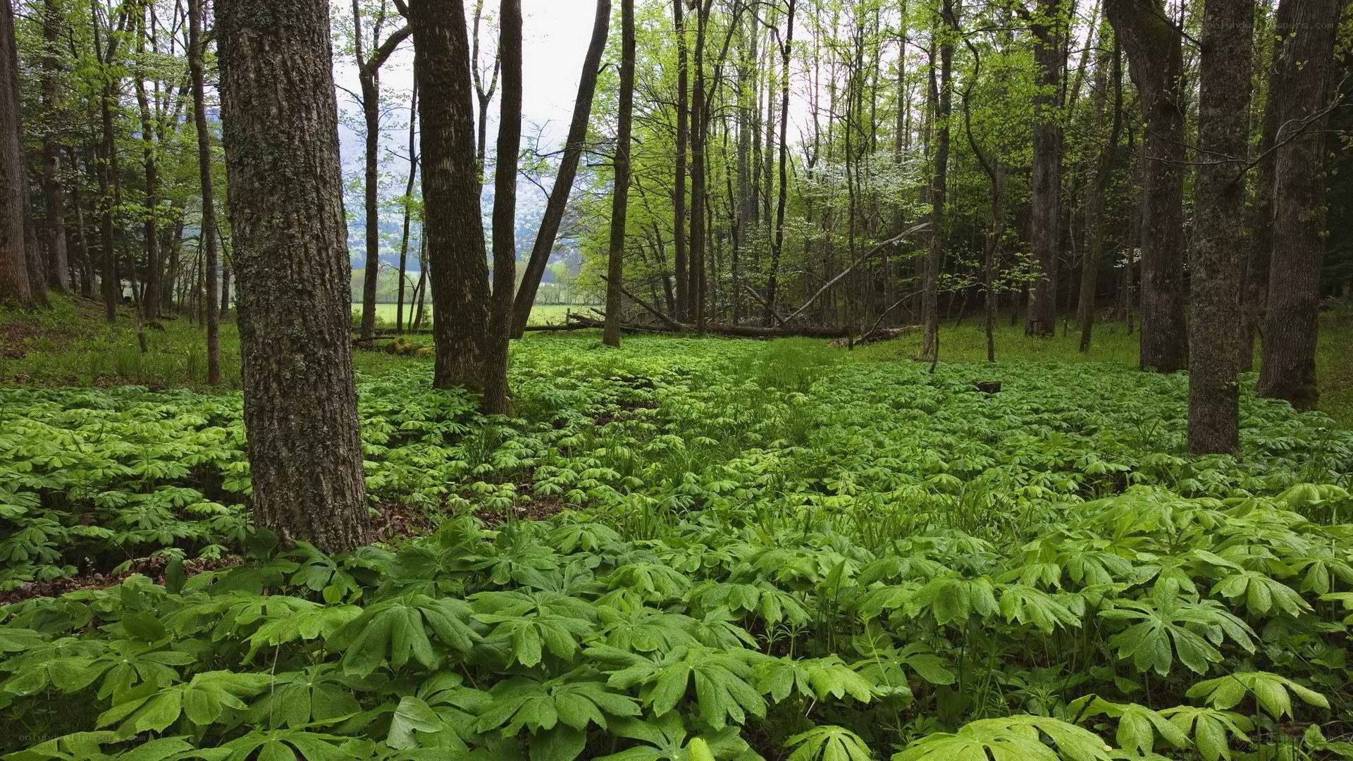 Forest with lush green undergrowth