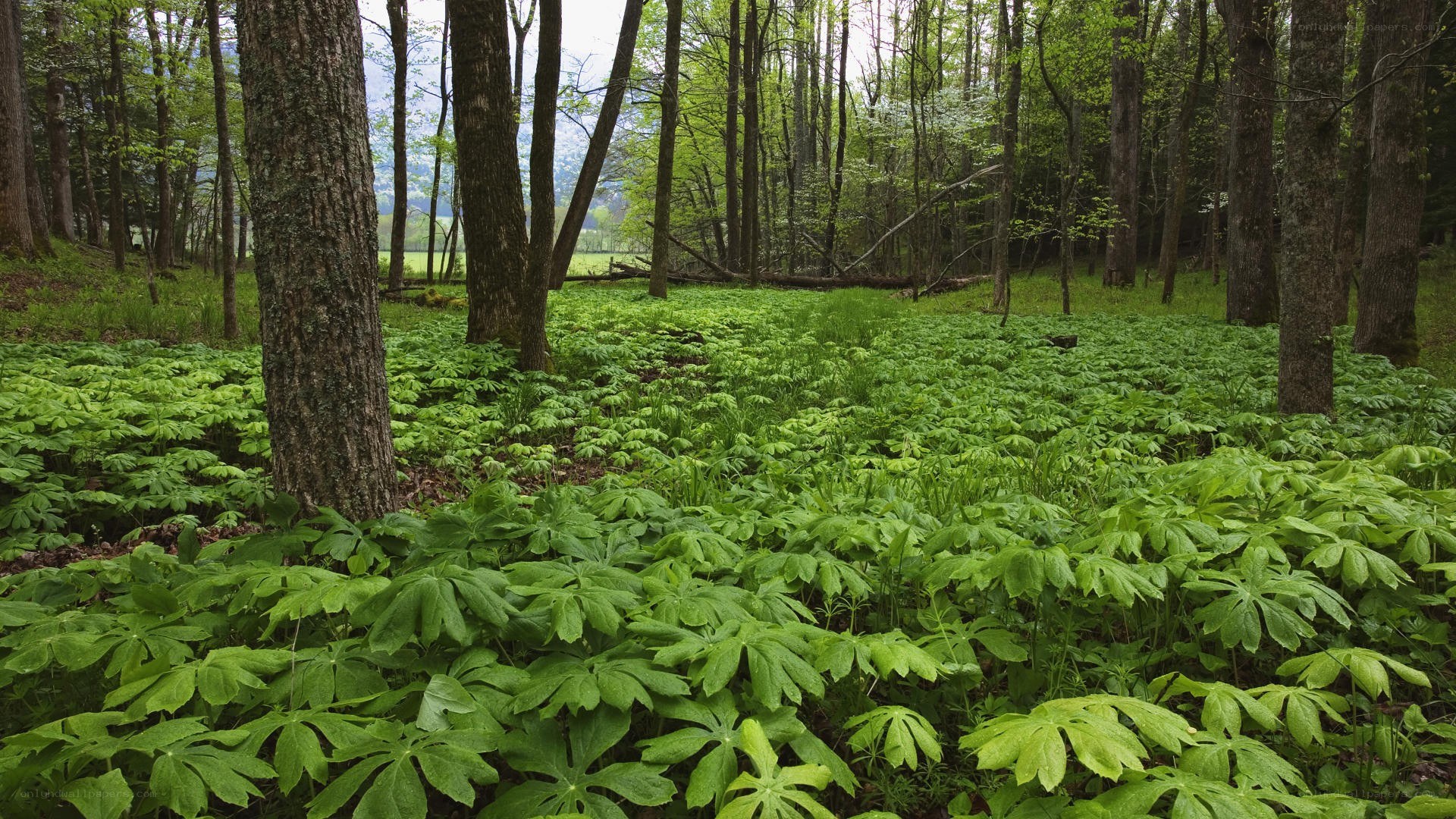 Forest with lush green undergrowth