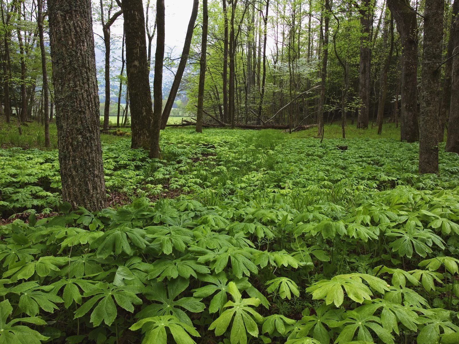 Forest with lush green undergrowth