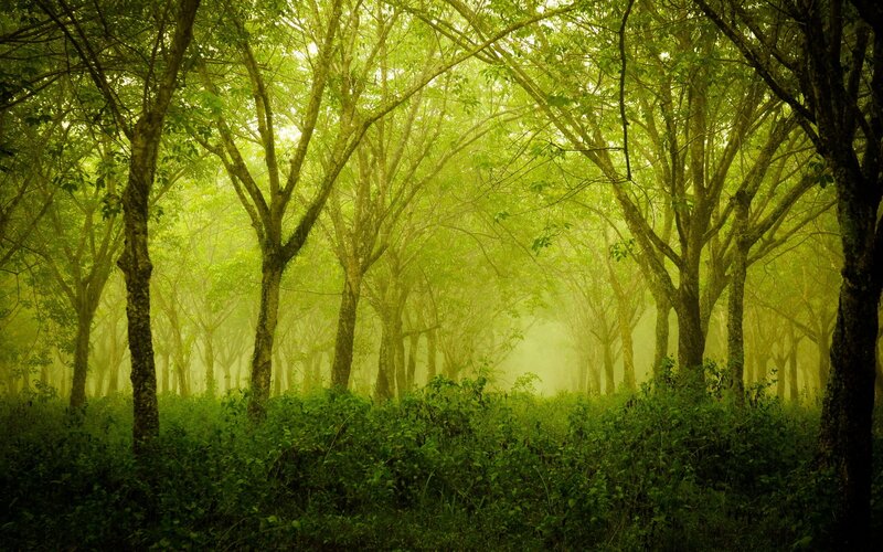 Forest with Misty Trees
