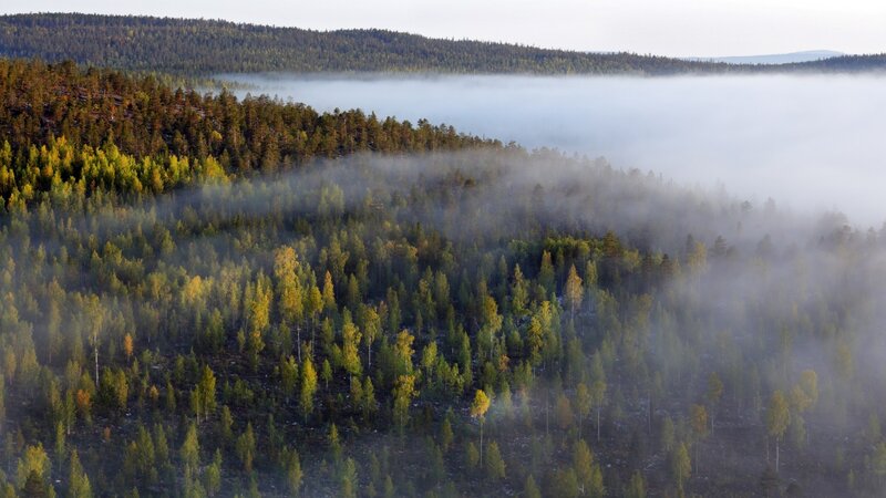 Forest with Morning Fog