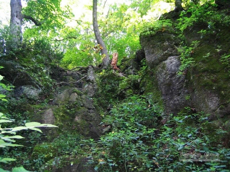 forest with moss-covered rocks
