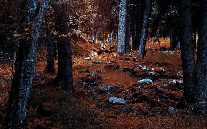 Forest with Moss-covered Rocks — Brown