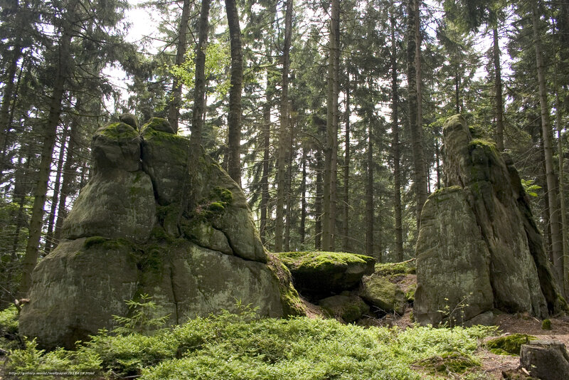 Forest with moss-covered rocks
