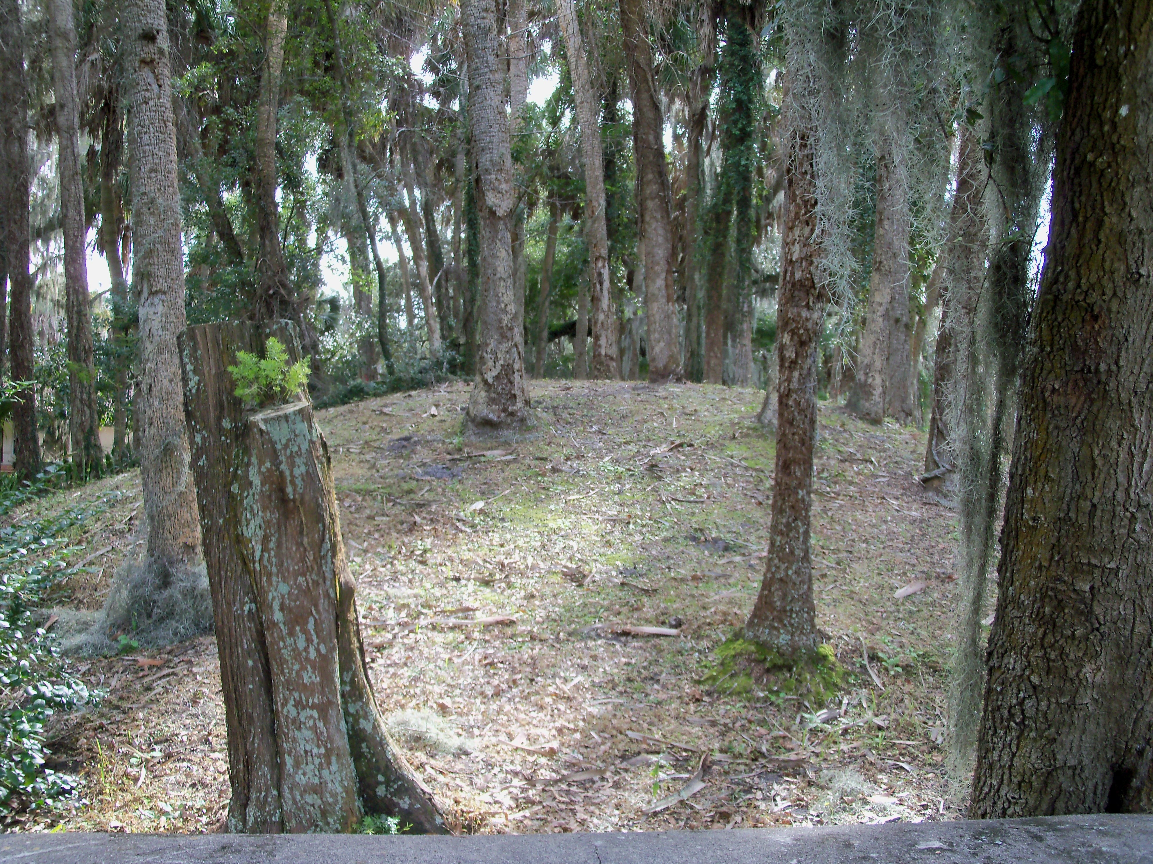 forest with moss-covered trees