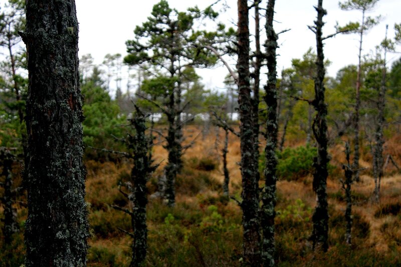 forest with moss-covered trees