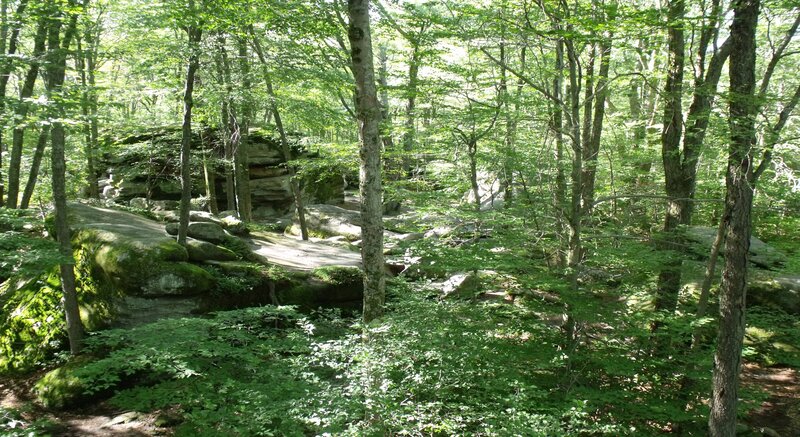 Forest with Mossy Rocks