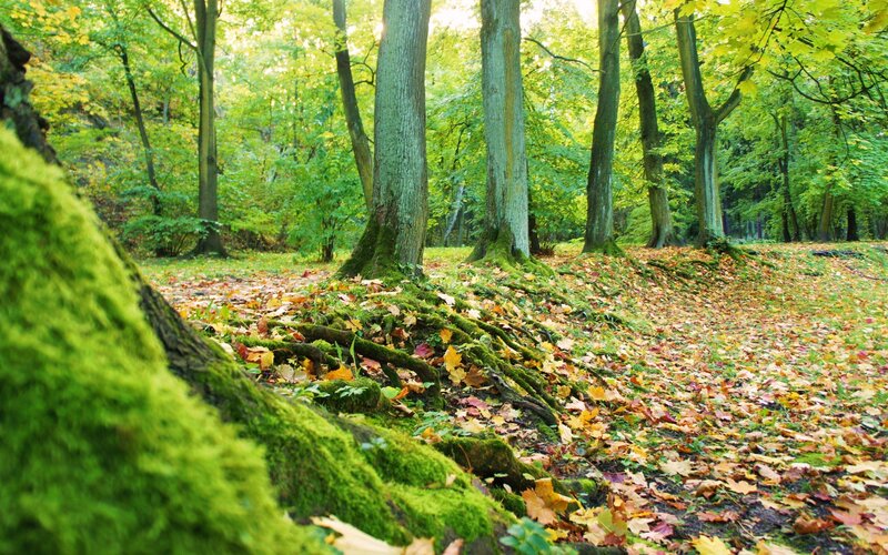 Forest with mossy roots