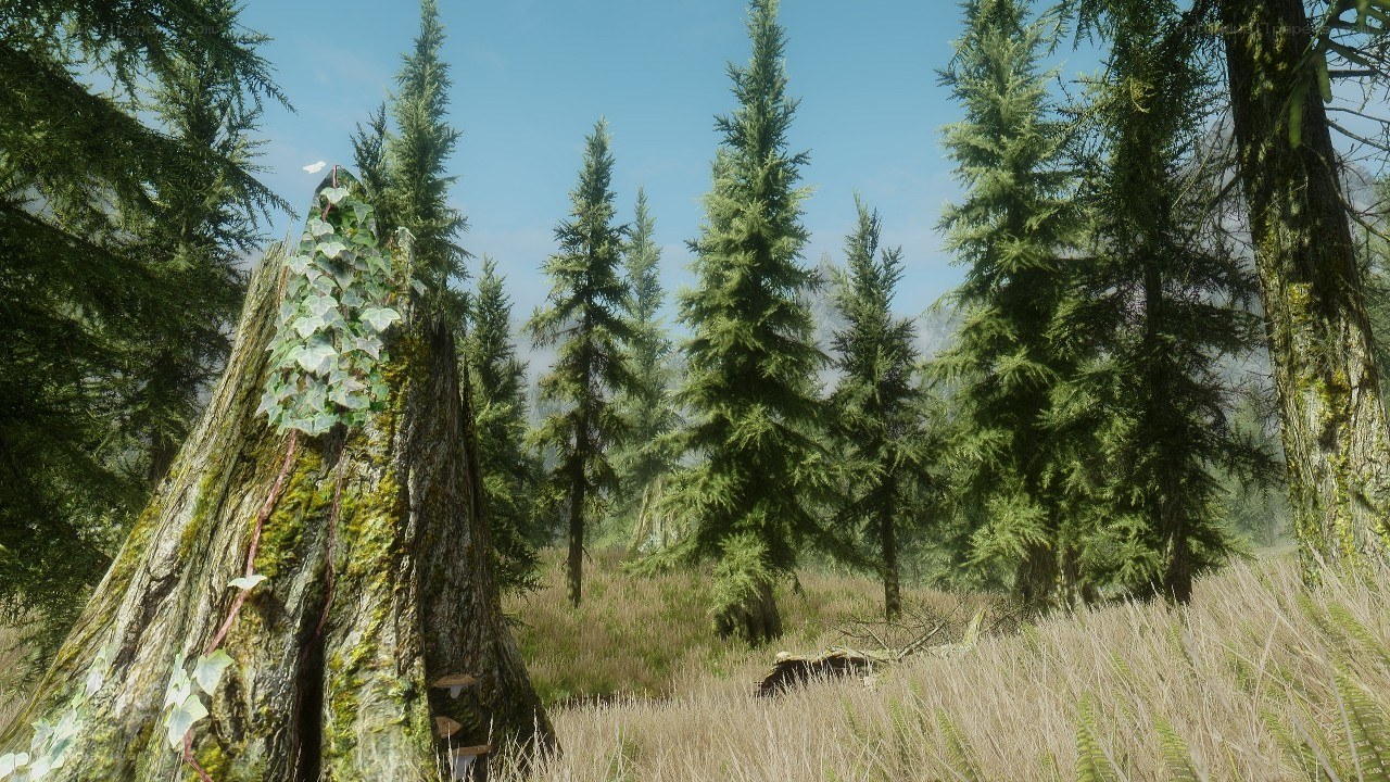 forest with mossy tree stump