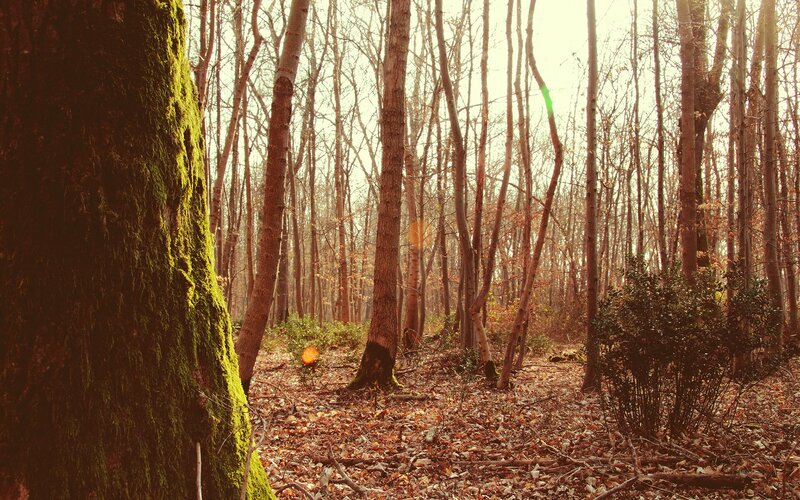 Forest with mossy tree