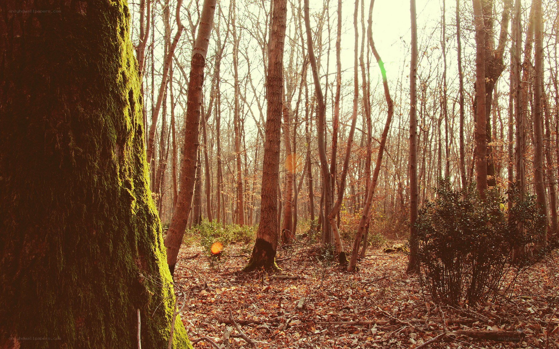 Forest with mossy tree