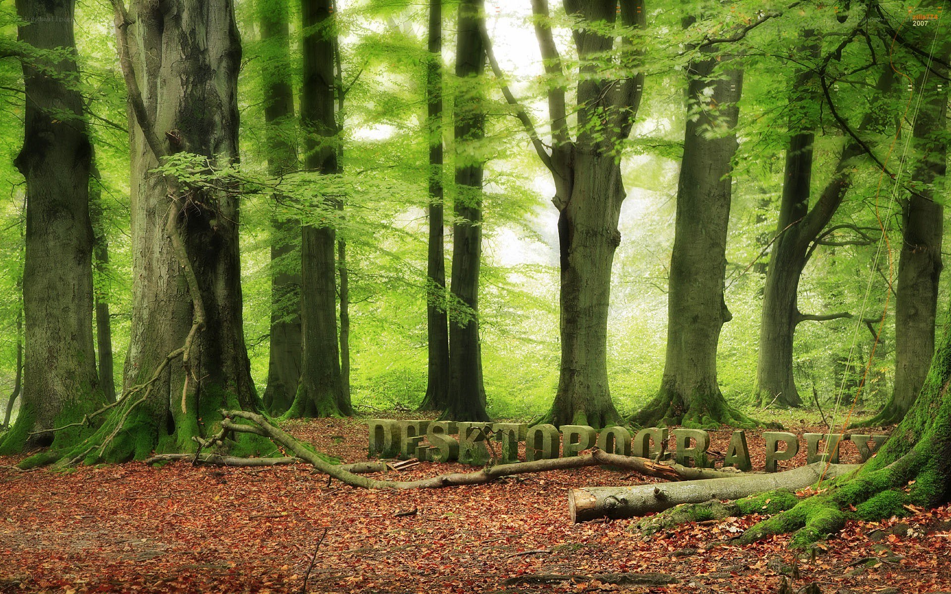 Forest with mossy trees