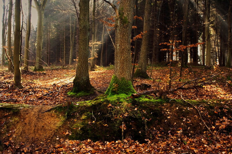 Forest with Mossy Trees — Brown