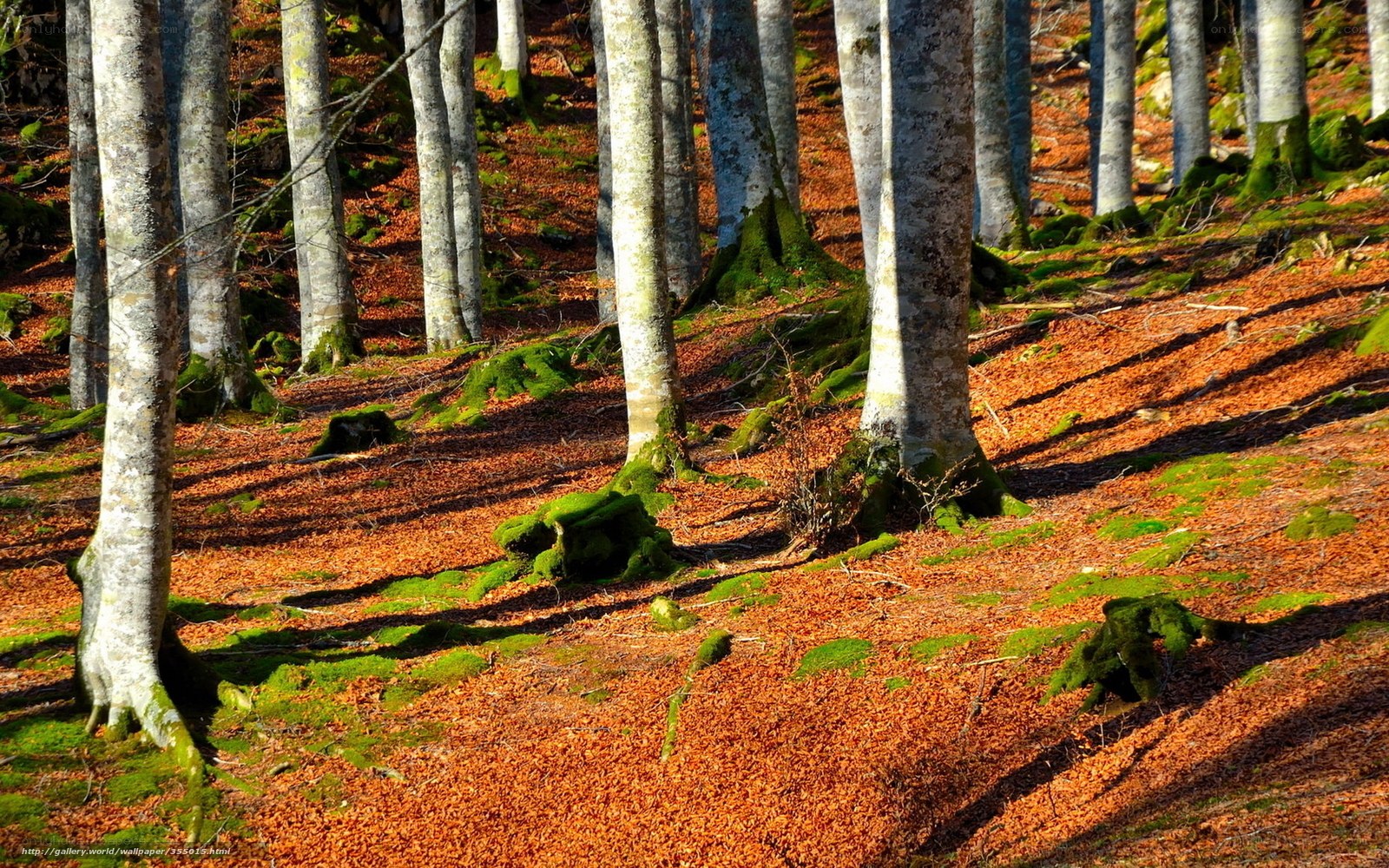 Forest with mossy trees