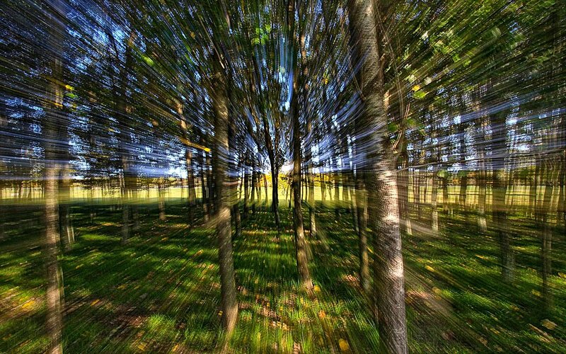 Forest with motion blur effect