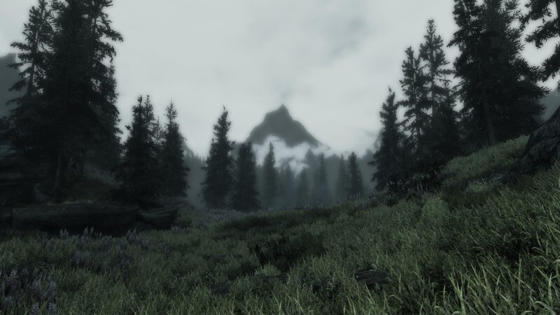 Forest with Mountain