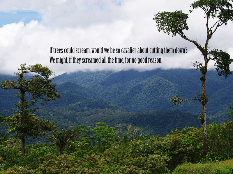 Forest with mountain view