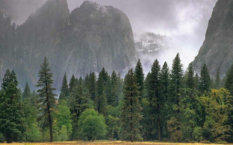 Forest with Mountains — Green, Misty