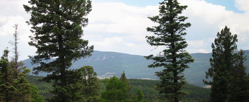 forest with mountains in background