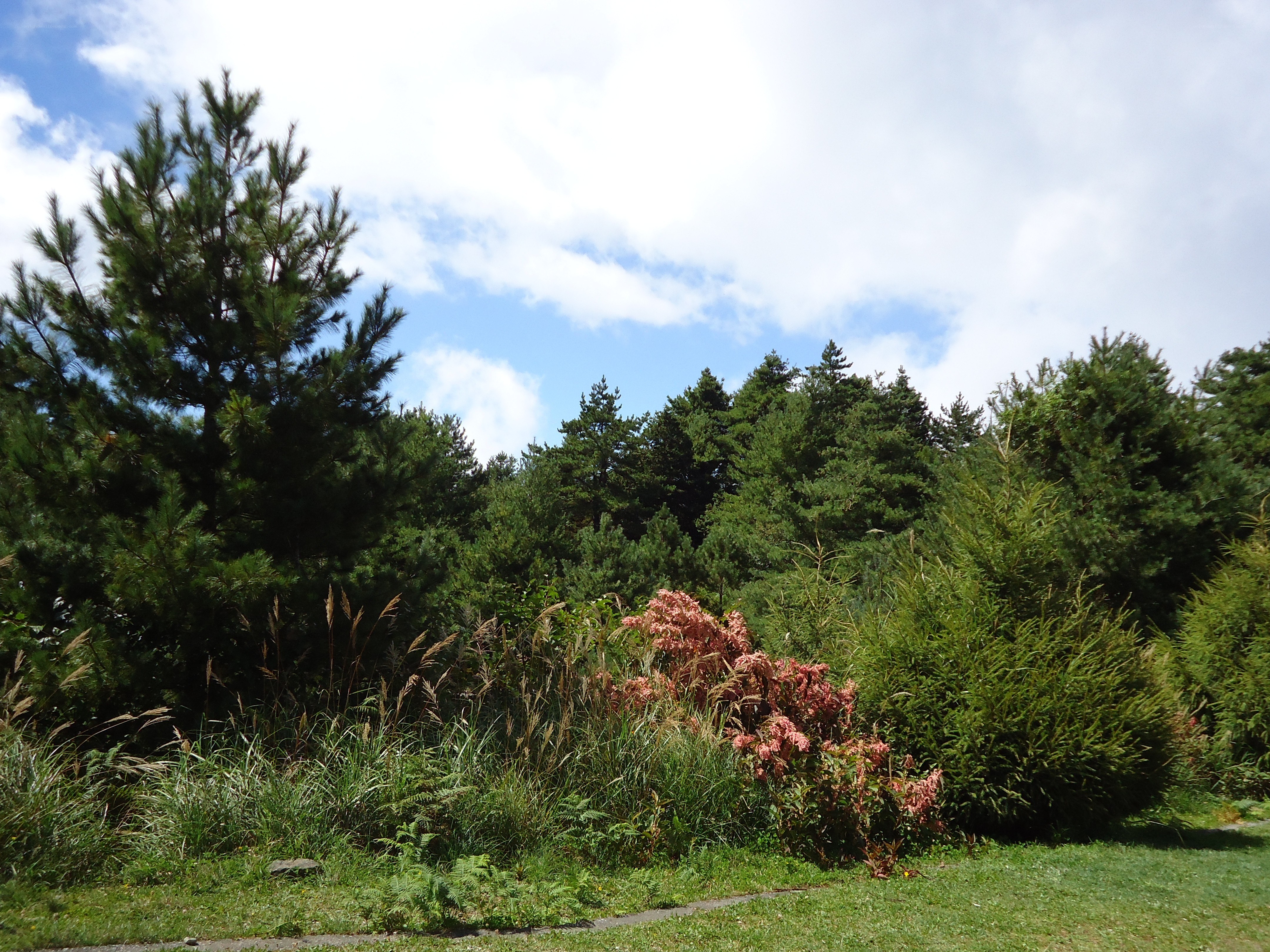 Forest with pine trees and grass