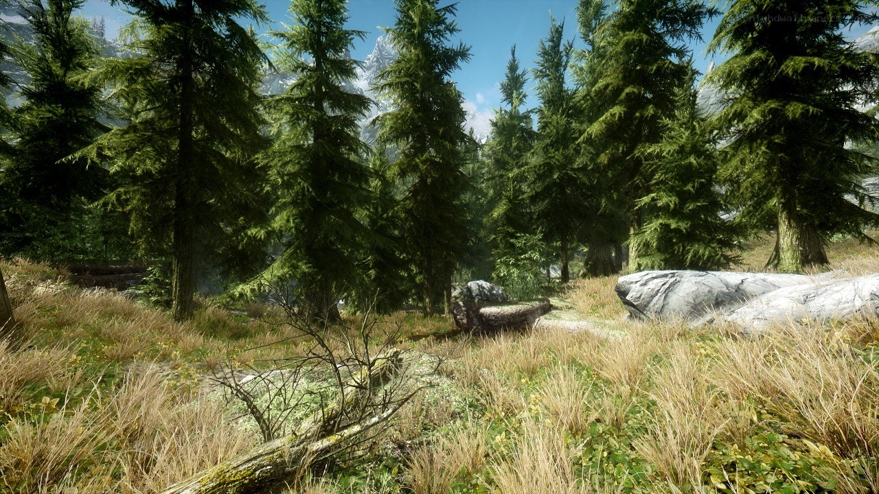 forest with pine trees
