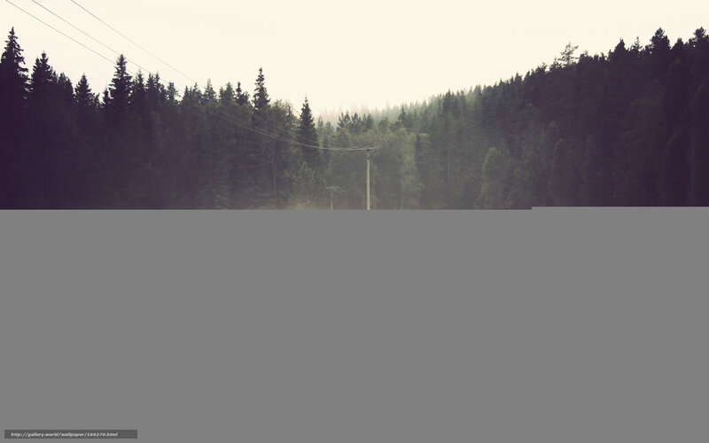 Forest with power lines