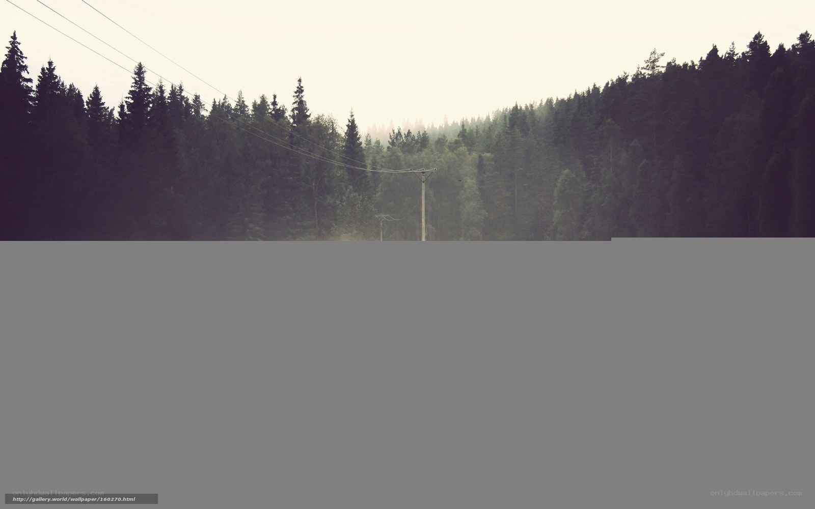 Forest with power lines