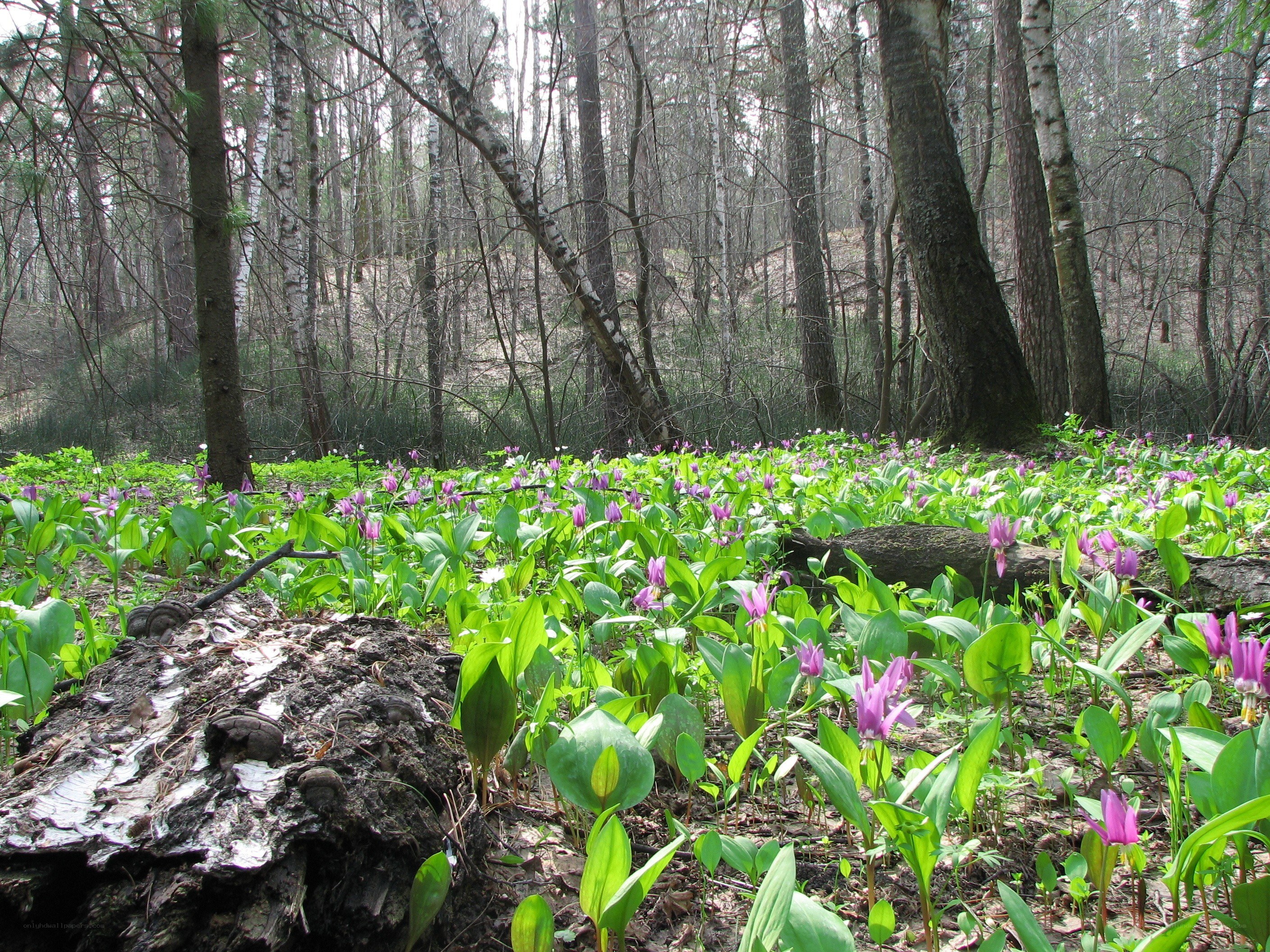 Forest with purple flowers