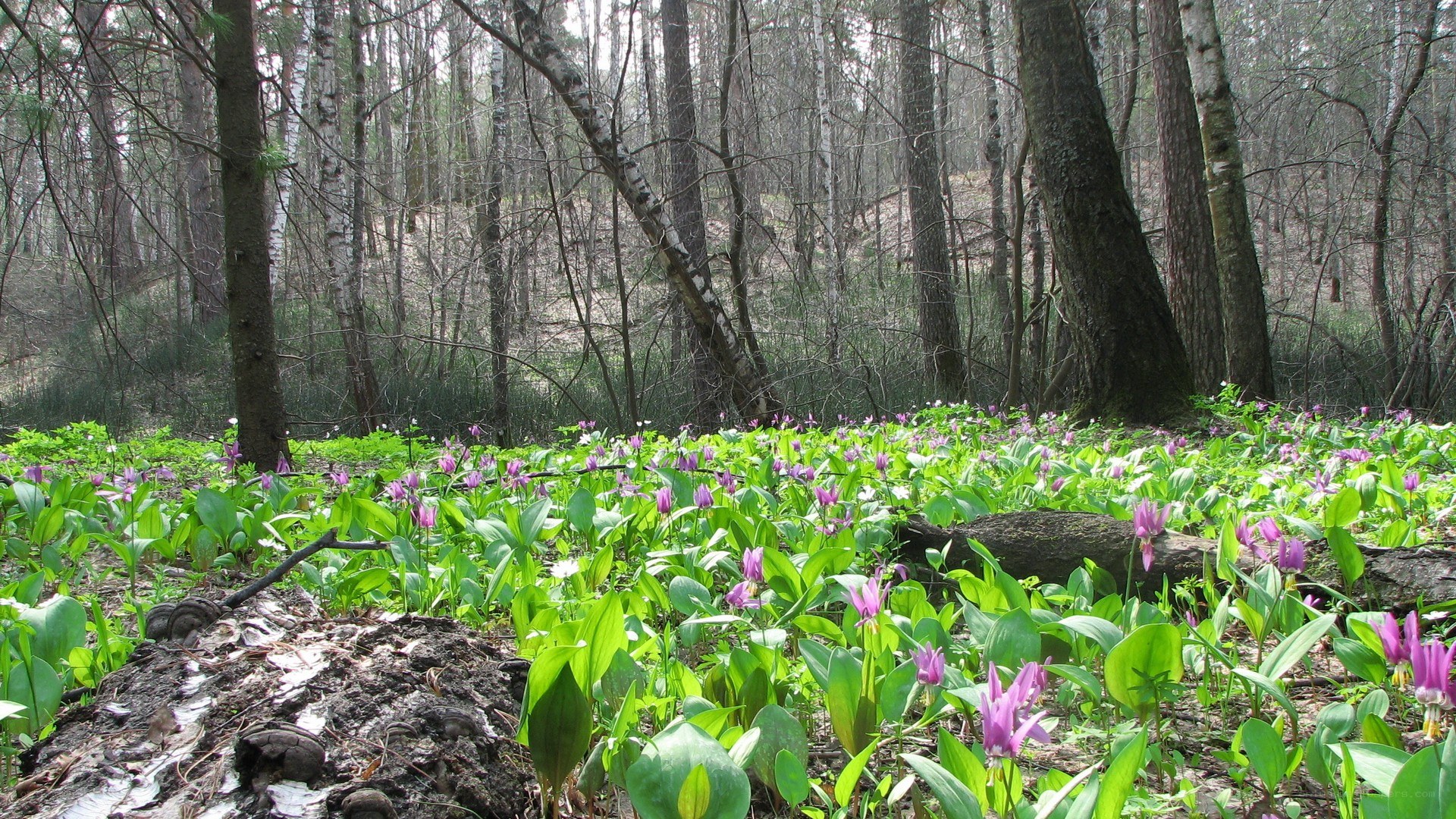 Forest with purple flowers
