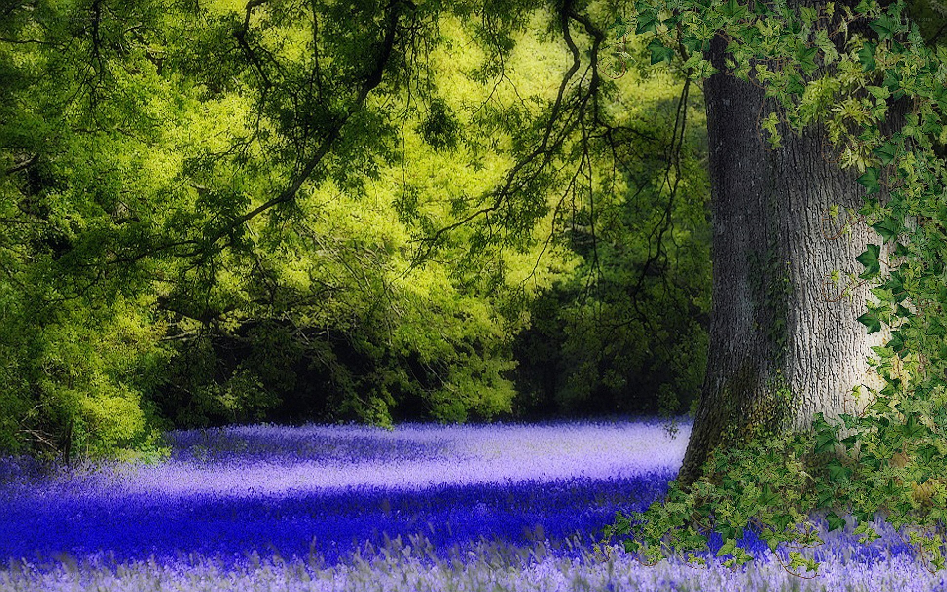 Forest with purple flowers
