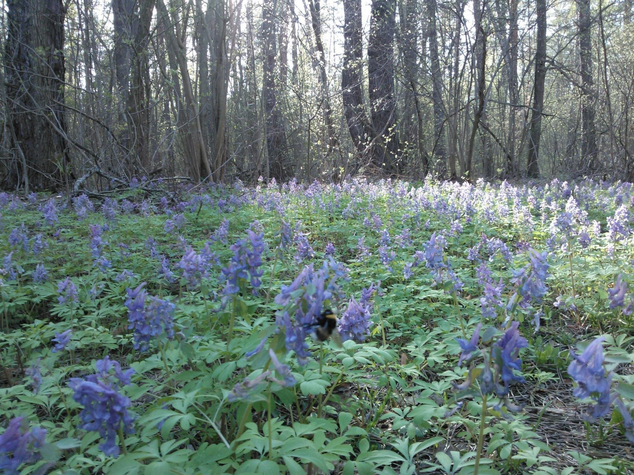 Forest with purple flowers
