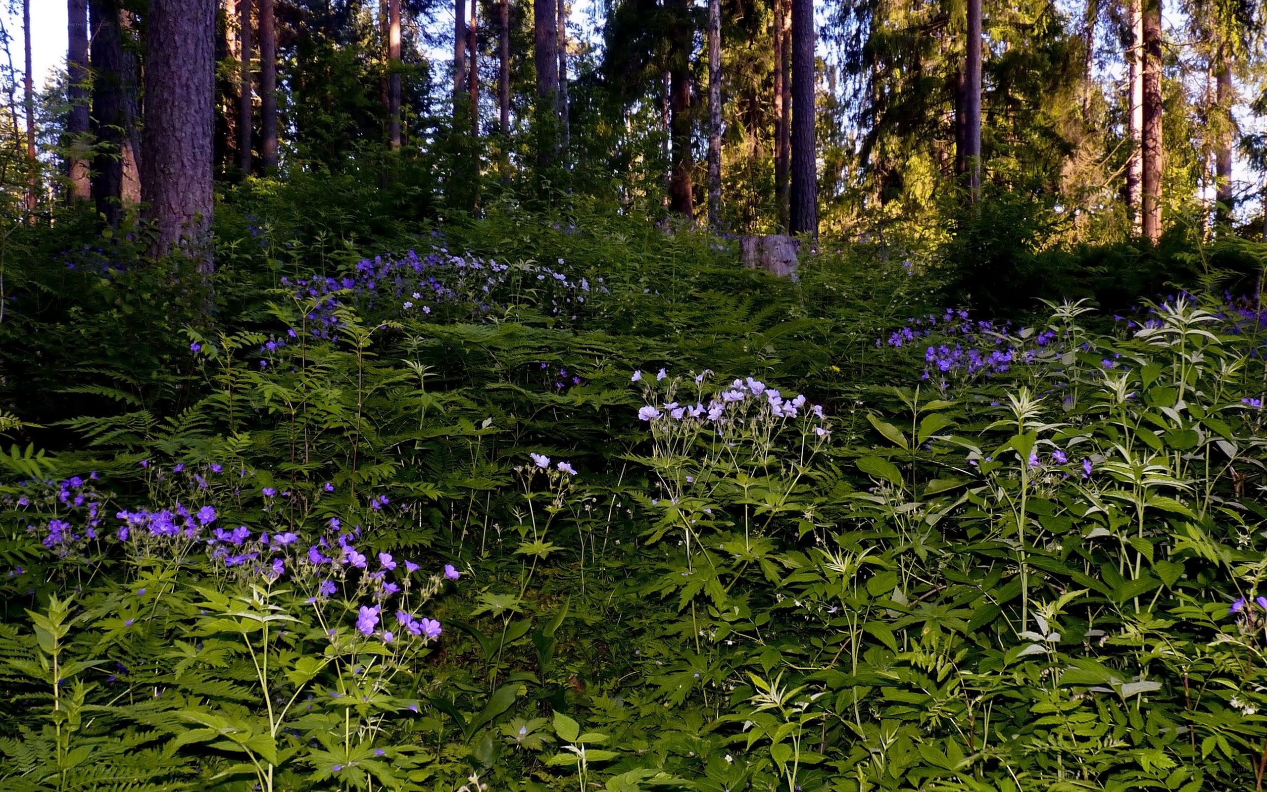Forest with purple flowers
