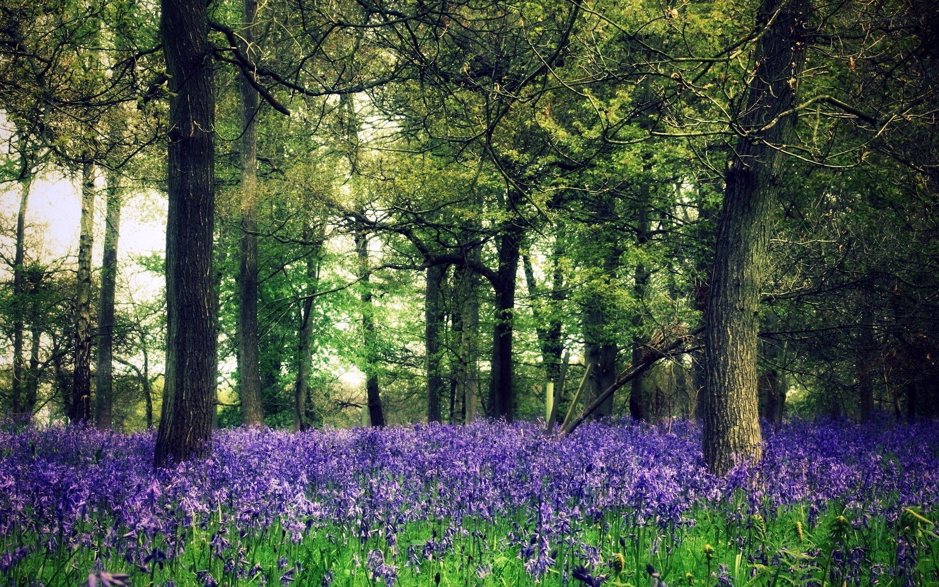 Forest with purple flowers