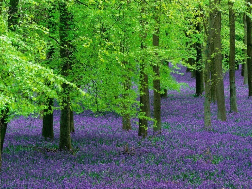 Forest with purple flowers