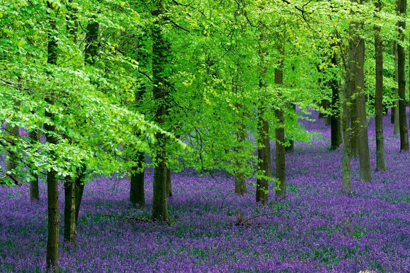Forest with purple flowers