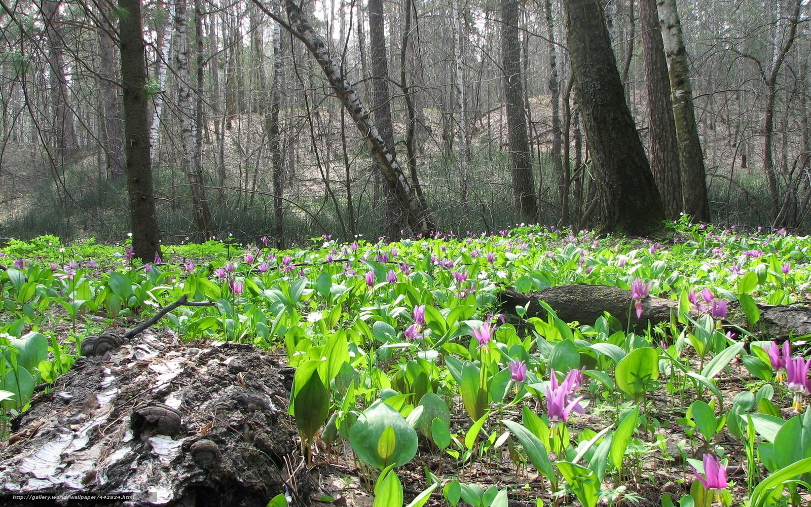 Forest with purple flowers
