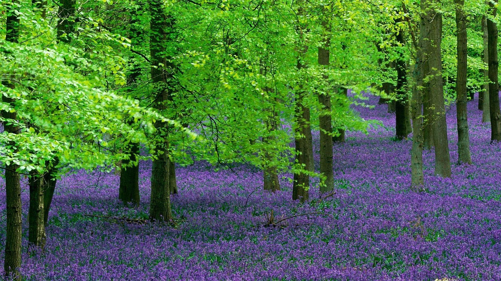 Forest with purple flowers