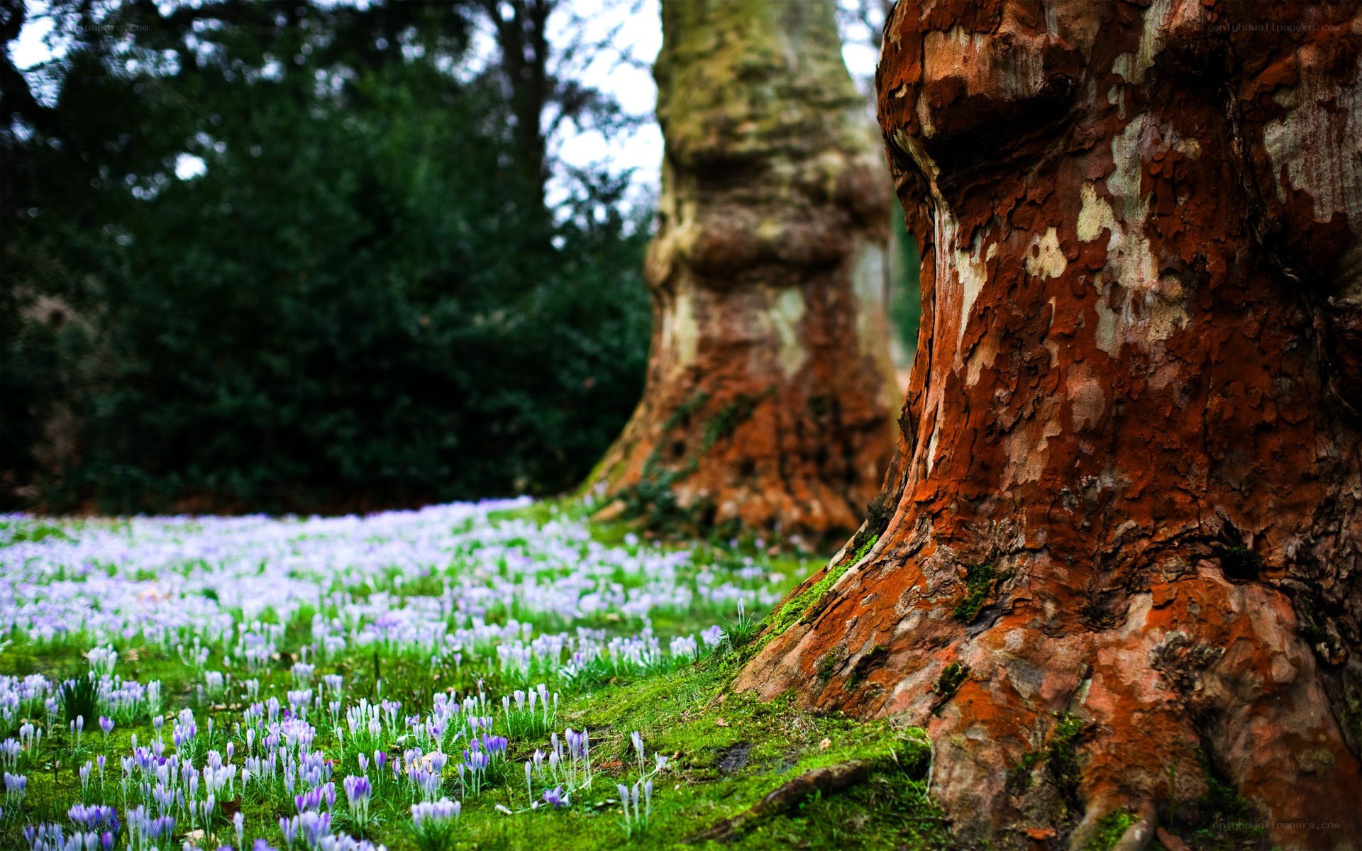 Forest with purple flowers