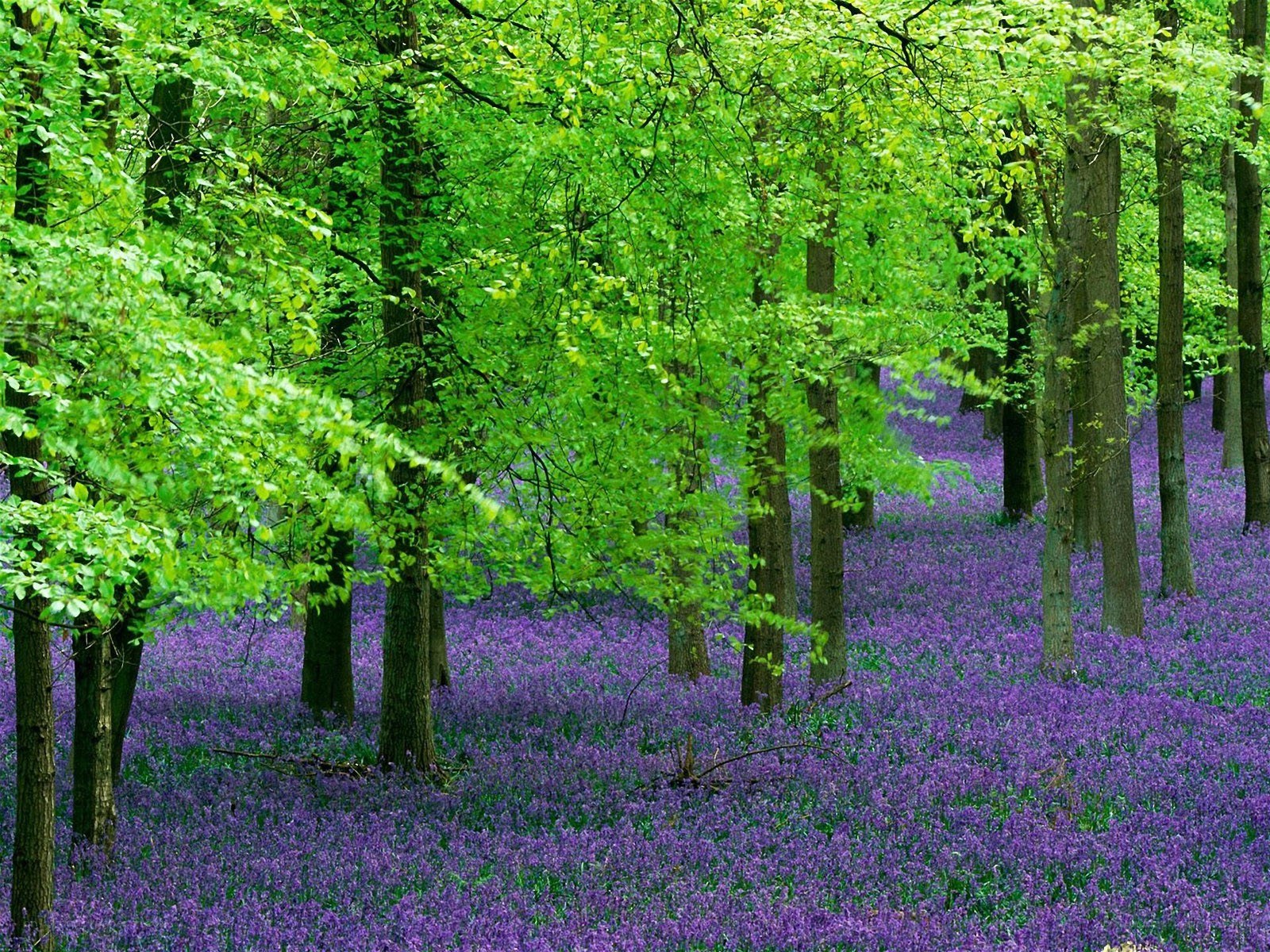Forest with purple flowers