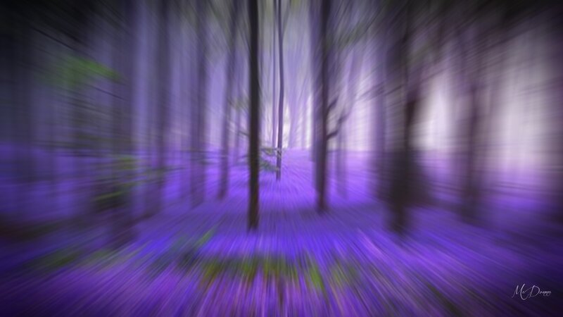 Forest with Purple Flowers — Dreamy