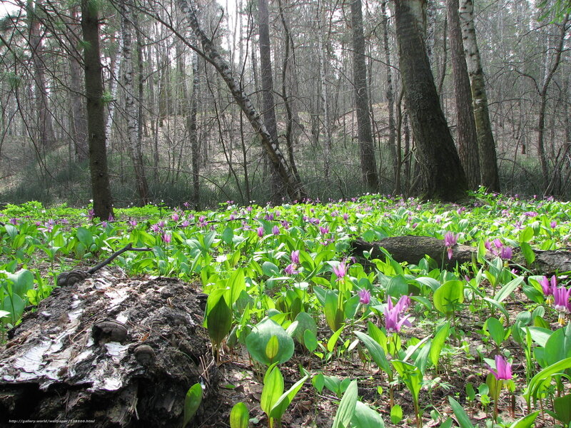 Forest with purple flowers