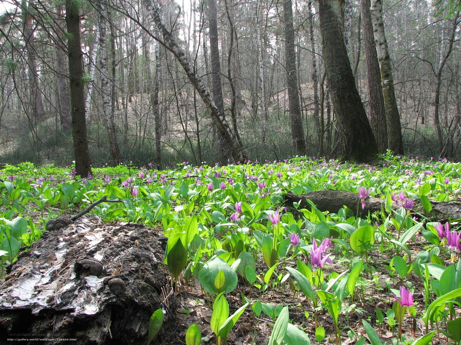 Forest with purple flowers